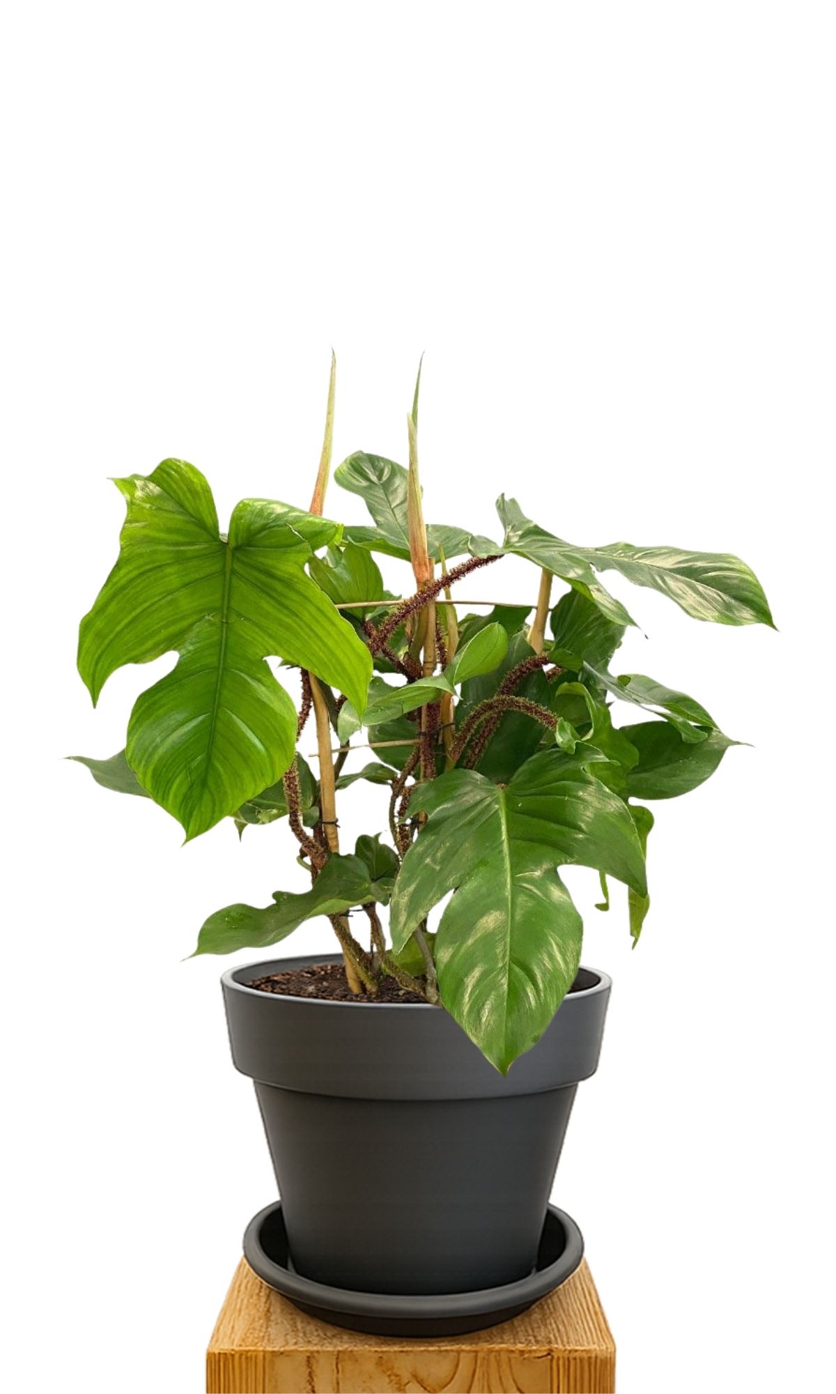 Kit de plantation 30 Anthracite
